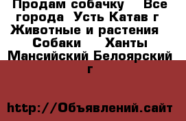 Продам собачку  - Все города, Усть-Катав г. Животные и растения » Собаки   . Ханты-Мансийский,Белоярский г.